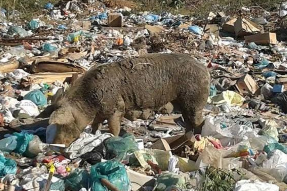 O Descaso Ambiental em Matias Olímpio/PI: Lixão a Céu Aberto e seus Impactos na Saúde Pública